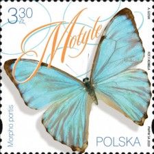 Morpho portis