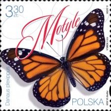 Monarch (Danaus plexippus)