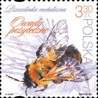 Andrena nigroaenea