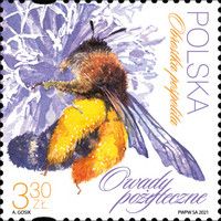 Pantaloon bee (Dasypoda hirtipes)