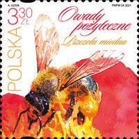 European Honey Bee (Apis mellifera)