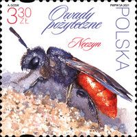 Sphecodes albilabris