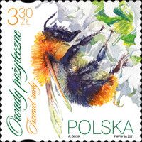 Common Carder Bee (Bombus pascuorum)