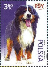 Bernese Mountain Dog