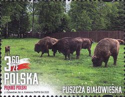 Puszcza Białowieska