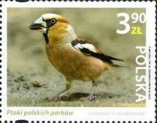 Hawfinch (Coccothraustes coccothraustes)