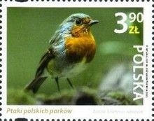 European Robin (Erithacus rubecula)