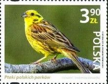 Yellowhammer (Emberiza citrinella)