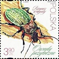 Ground Beetle (Carabus cancellatus)