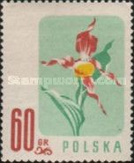 Lady's-slipper Orchid (Cypripedium calceolus)