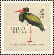 Black Stork (Ciconia nigra)