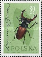 Stag Beetle (Lucanus cervus)