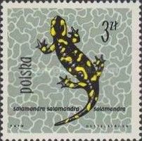 Fire Salamander (Salamandra salamandra)