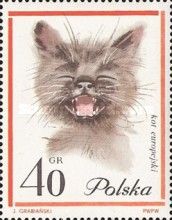 European Longhair Cat (Felis silvestris catus)