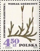 Ground pine (Lycopodium clavatum)