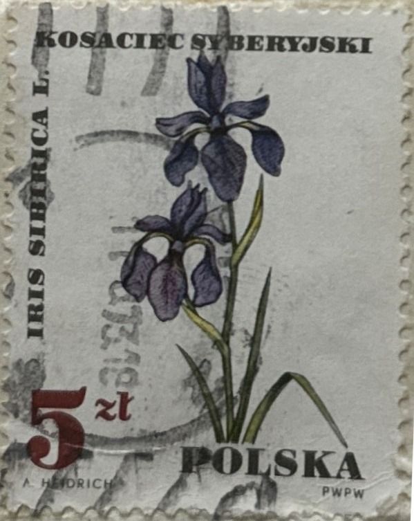 Siberian Iris (Iris sibirica)