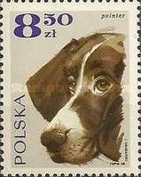English Pointer (Canis lupus familiaris)