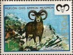 Mouflon (Ovis ammon musimon)