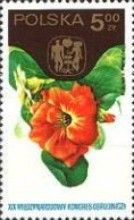 Nasturtiums (Tropaeolum)