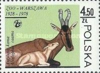 Hartebeest (Alcelaphus buselaphus ssp. caama)