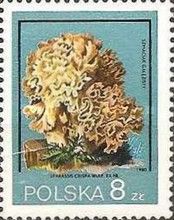 Cauliflower Fungus (Sparassis crispa)