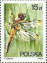 Four-spotted Chaser (Libellula quadrimaculata)