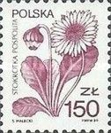 Daisy (Bellis perennis)