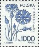 Blue corn flower (Centaurea cyanus)