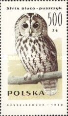 Tawny Owl (Strix aluco)