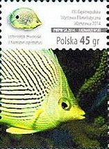 Foureye Butterflyfish (Chaetodon capistratus)