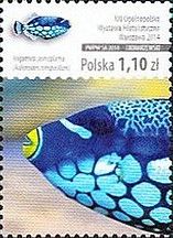 Clown Triggerfish (Balistoides conspicillum)