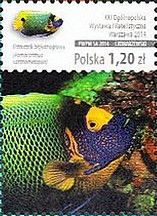 Yellowface Angelfish (Pomacanthus xanthometopon)