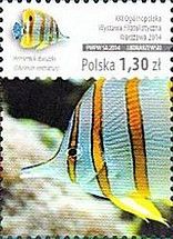 Copperband Butterflyfish (Chelmon rostratus)
