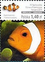 Ocellaris Clownfish (Amphiprion ocellaris)