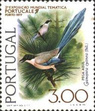 Azure-winged Magpie (Cyanopica cyanus)