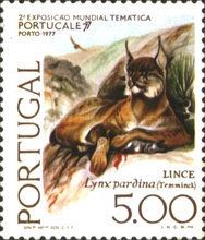 Iberian lynx (Lynx pardinus)