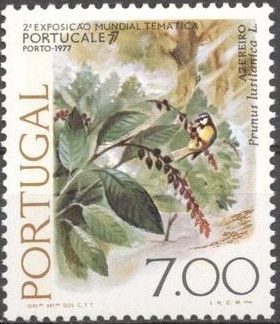 Portugese Laurel (Prunus lusitanica)