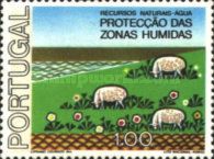 Domestic Sheep (Ovis ammon aries)