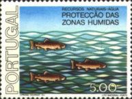 Fish in water - Sea Trout