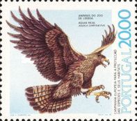 Golden Eagle (Aquila chrysaetos)