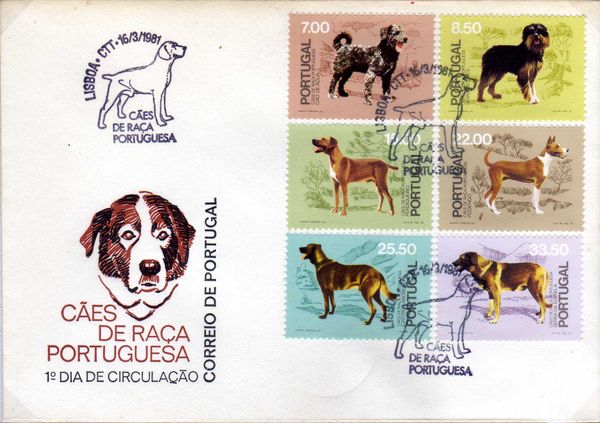 Portuguese Water Dog (Canis lupus familiaris)