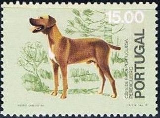 Portuguese Pointer (Canis lupus familiaris)