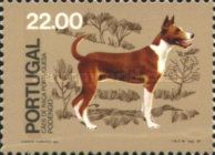 Podengo (Canis lupus familiaris)