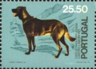 Castro Laboreiro (Canis lupus familiaris)