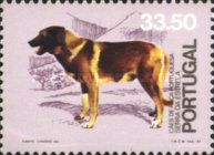 Portuguese Shepherd (Canis lupus familiaris), Serra da Estre