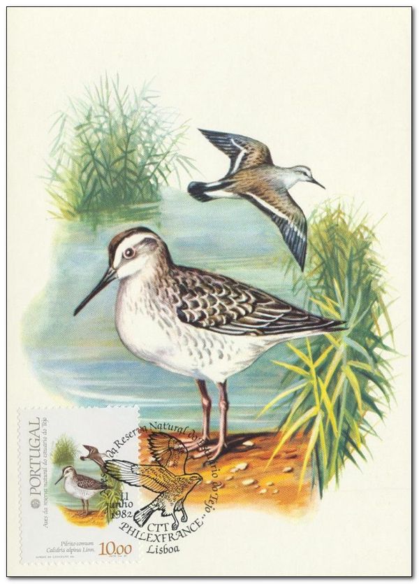 Dunlin (Calidris alpina)