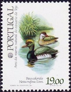 Red-crested Pochard (Netta rufina)
