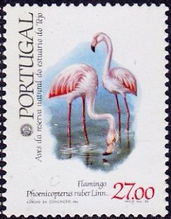 American Flamingo (Phoenicopterus ruber)