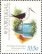 Black-winged Stilt (Himantopus himantopus)