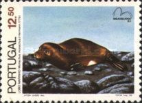 Mediterranean Monk Seal (Monachus monachus)